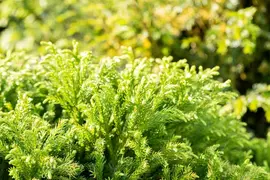 Cryptomeria japonica 'Globosa Nana' (Japanse ceder 'Globosa Nana') - afbeelding 11