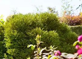 Cryptomeria japonica 'Globosa Nana' (Japanse ceder 'Globosa Nana') - afbeelding 1