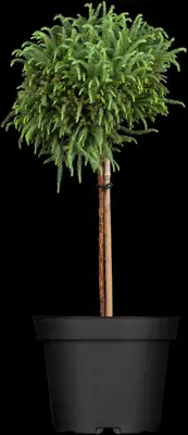 Cryptomeria japonica 'Globosa Nana', Stamm (Japanse ceder 'Globosa Nana') - afbeelding 1