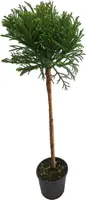 Cryptomeria nana - afbeelding 1