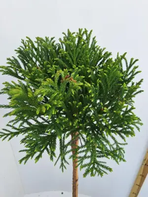 Cryptomeria nana - afbeelding 2