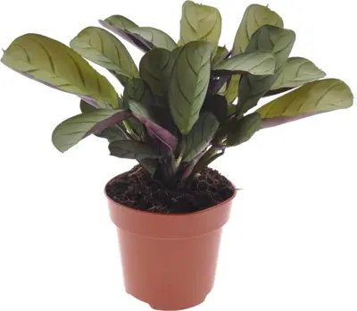 Ctenanthe burle marxii (Visgraatgebedplant) 20cm - afbeelding 1