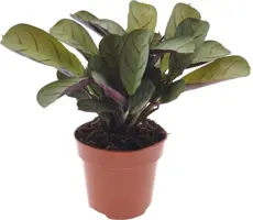 Ctenanthe burle marxii (Visgraatgebedplant) 20cm - afbeelding 1
