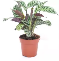 Ctenanthe burle marxii (Visgraatgebedplant) 30cm - afbeelding 2