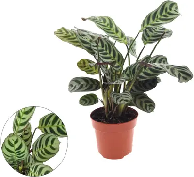 Ctenanthe burle marxii (Visgraatgebedplant) 30cm - afbeelding 1