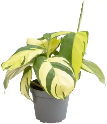 Ctenanthe golden mosaic (Gebedsplant) 15cm - afbeelding 1