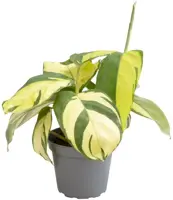 Ctenanthe golden mosaic (Gebedsplant) 15cm - afbeelding 1