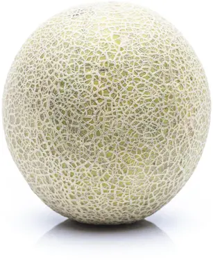 Cucumis melo 'Galia' (Meloen 'Galia') - afbeelding 2