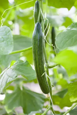 Cucumis sativus 'Burpless Tasty Green F1' (Komkommer 'Burpless Tasty Green F1') - afbeelding 1