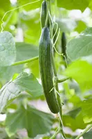 Cucumis sativus 'Burpless Tasty Green F1' (Komkommer 'Burpless Tasty Green F1') - afbeelding 1