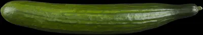 Cucumis sativus (Komkommer geent) 15cm - afbeelding 2