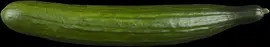 Cucumis sativus (Komkommer geent) 15cm - afbeelding 2