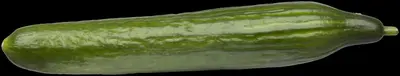 Cucumis sativus (Komkommer geent) 15cm - afbeelding 21