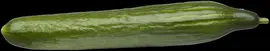 Cucumis sativus (Komkommer geent) 15cm - afbeelding 21
