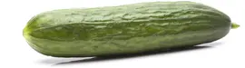 Cucumis sativus (Komkommer geent) 15cm - afbeelding 4