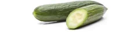 Cucumis sativus (Komkommer geent) 15cm - afbeelding 3