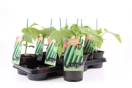 Cucumis sativus (Komkommer geent) 15cm - afbeelding 1