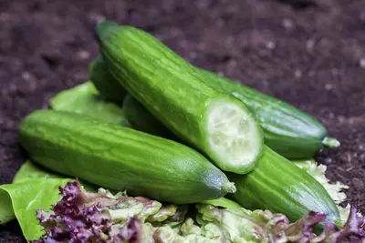 Cucumis sativus (Komkommer geent) 15cm - afbeelding 6