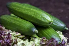 Cucumis sativus (Komkommer geent) 15cm - afbeelding 7
