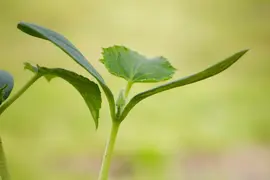 Cucumis sativus (Komkommer geent) 15cm - afbeelding 22