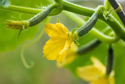 Cucumis sativus (Komkommer geent) 15cm - afbeelding 27