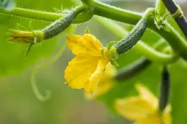 Cucumis sativus (Komkommer geent) 15cm - afbeelding 27