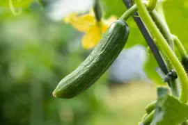 Cucumis sativus (Komkommer geent) 15cm - afbeelding 28