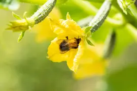 Cucumis sativus (Komkommer geent) 15cm - afbeelding 29