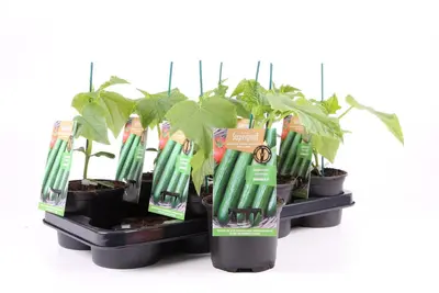 Cucumis sativus (Komkommer geent) 15cm - afbeelding 1
