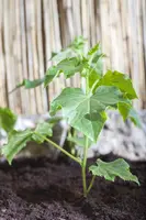 Cucumis sativus (Komkommer geent) 15cm - afbeelding 8