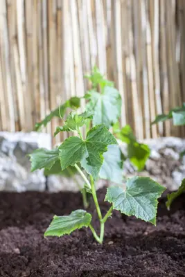 Cucumis sativus (Komkommer geent) 15cm - afbeelding 9