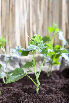 Cucumis sativus (Komkommer geent) 15cm - afbeelding 10