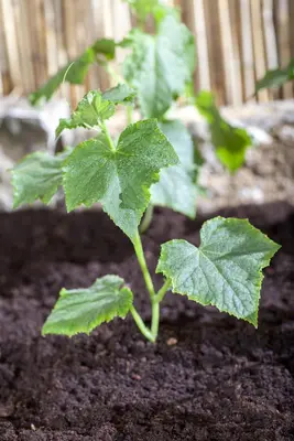 Cucumis sativus (Komkommer geent) 15cm - afbeelding 11