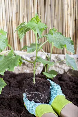 Cucumis sativus (Komkommer geent) 15cm - afbeelding 12