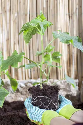 Cucumis sativus (Komkommer geent) 15cm - afbeelding 13