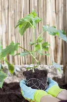 Cucumis sativus (Komkommer geent) 15cm - afbeelding 13