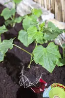 Cucumis sativus (Komkommer geent) 15cm - afbeelding 14