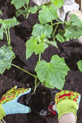 Cucumis sativus (Komkommer geent) 15cm - afbeelding 15
