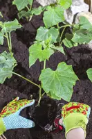 Cucumis sativus (Komkommer geent) 15cm - afbeelding 15
