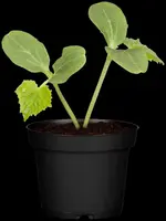 Cucumis sativus (Komkommer geent) 15cm - afbeelding 26
