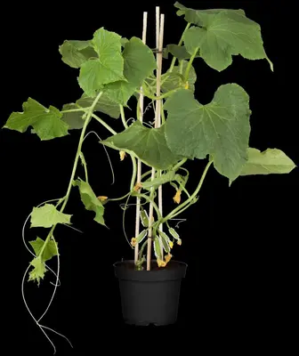 Cucumis sativus (Komkommer geent) 15cm - afbeelding 24