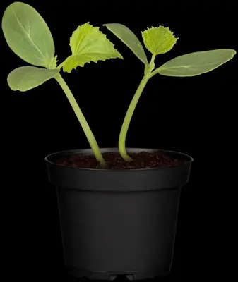 Cucumis sativus (Komkommer geent) 15cm - afbeelding 25