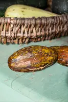 Cucumis sativus var. sikkimensis (Augurk) - afbeelding 2