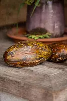 Cucumis sativus var. sikkimensis (Augurk) - afbeelding 4