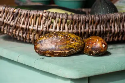 Cucumis sativus var. sikkimensis (Augurk) - afbeelding 1