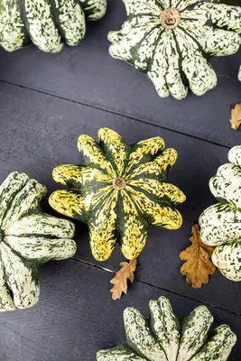Cucurbita pepo var. patisoniana (Patisson) - afbeelding 7