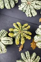Cucurbita pepo var. patisoniana (Patisson) - afbeelding 7