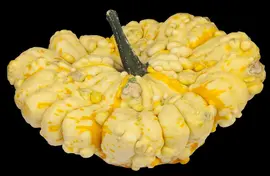 Cucurbita pepo var. patisoniana (Patisson) - afbeelding 1