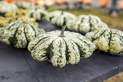 Cucurbita pepo var. patisoniana (Patisson) - afbeelding 4