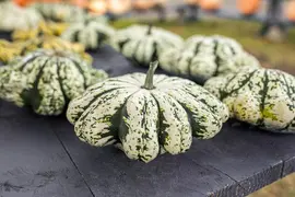 Cucurbita pepo var. patisoniana (Patisson) - afbeelding 4